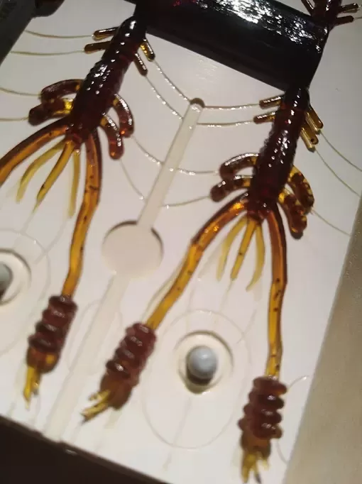 Ring Shrimp 50 (4 приманки)