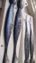 JR MINNOW 113