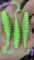 Ringer Worm 3